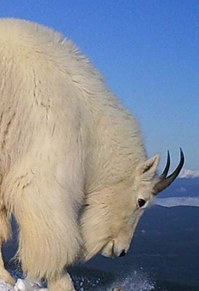 Mountain goat in high alpine in winter