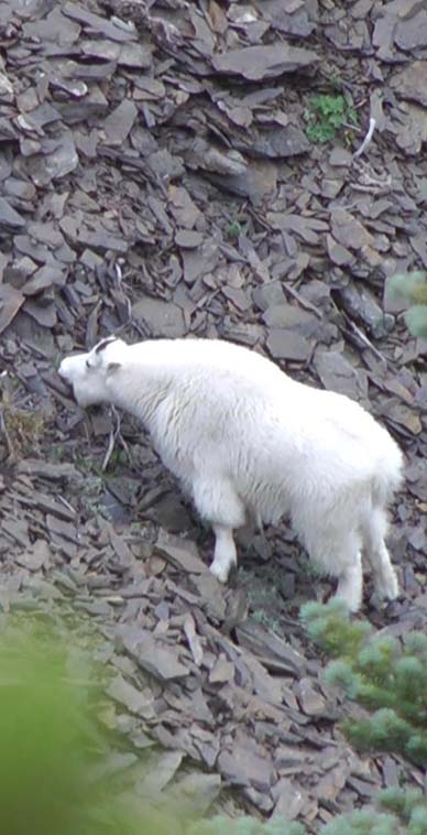 mountain goat feeding on browse