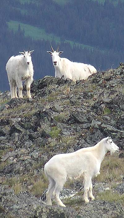 Group of mountain goats 
