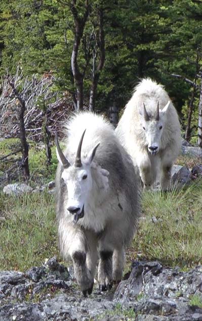 Pair of mountain goats
